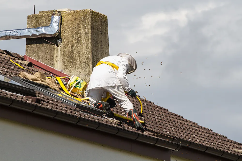 Hornissennest / Insektennest Entfernung