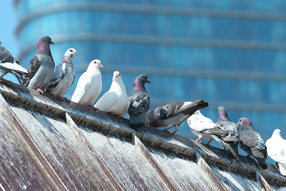 Tauben auf dem Dach - Vogelabwehr in Berlin