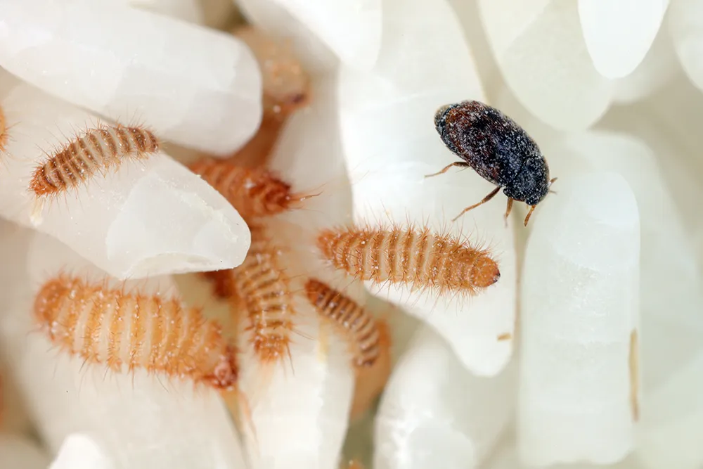 Larven des Khapra-Käfers (Trogoderma granarium) an Reiskörnern. Schädling der Familie Dermestidae an gelagertem Getreide.