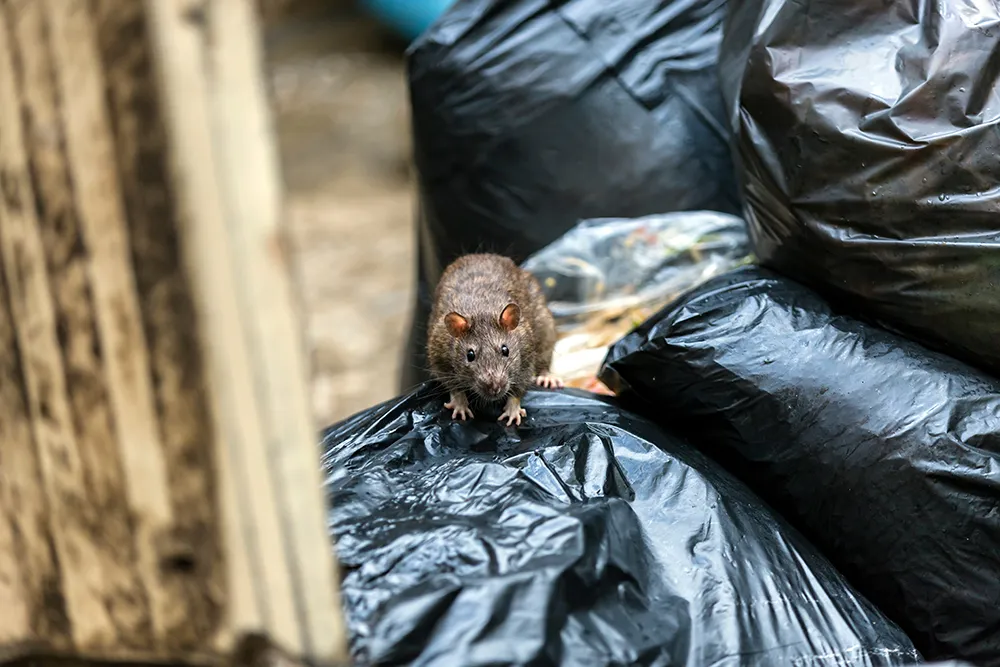 Eine nasse, braune Maus, die zwischen den schwarzen Müllsäcken auf der feuchten, nassen Fläche auftaucht, mit dunklen Augen, schwarzen Augen, die uns fangen.