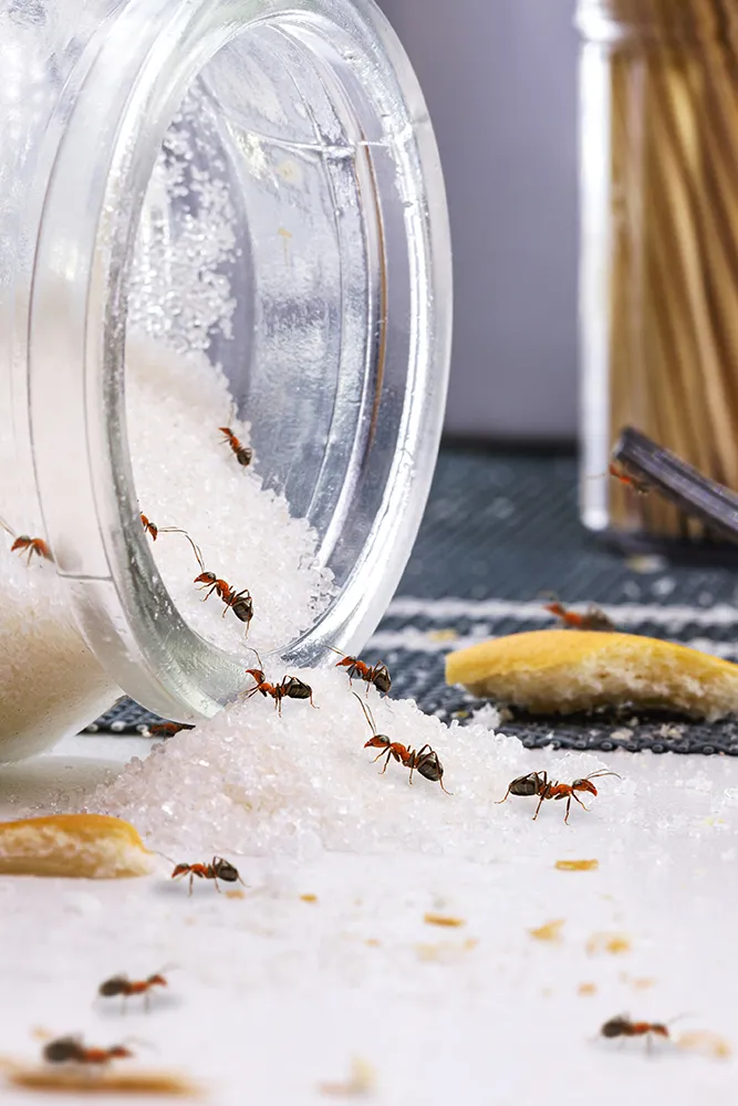 rote Ameisen fressen Zucker über unordentlichem Tisch, Ameisenbefall im Haus 