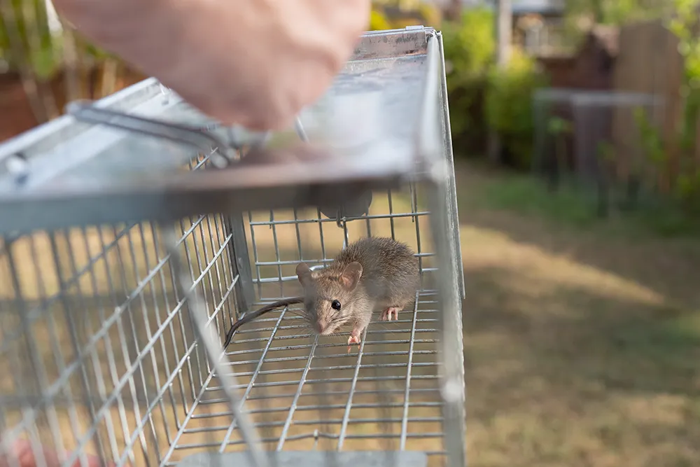 eine kleine niedliche Maus Maus mit langem Schwanz gefangen Metallkäfig Falle Schädlingsbekämpfung tragen Käfig