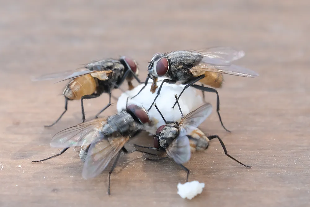 Stubenfliegen beim Essen auf einem braunen Tisch, vier Fliegen beim Fressen im Freien.